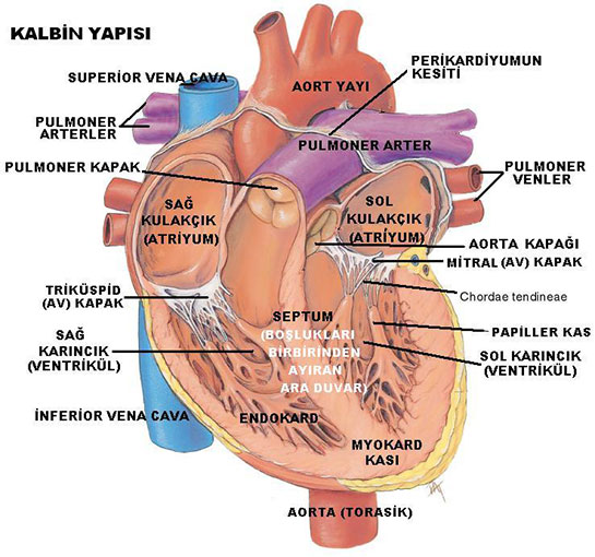 Kalp Anatomisi Türleri ve Özellikleri